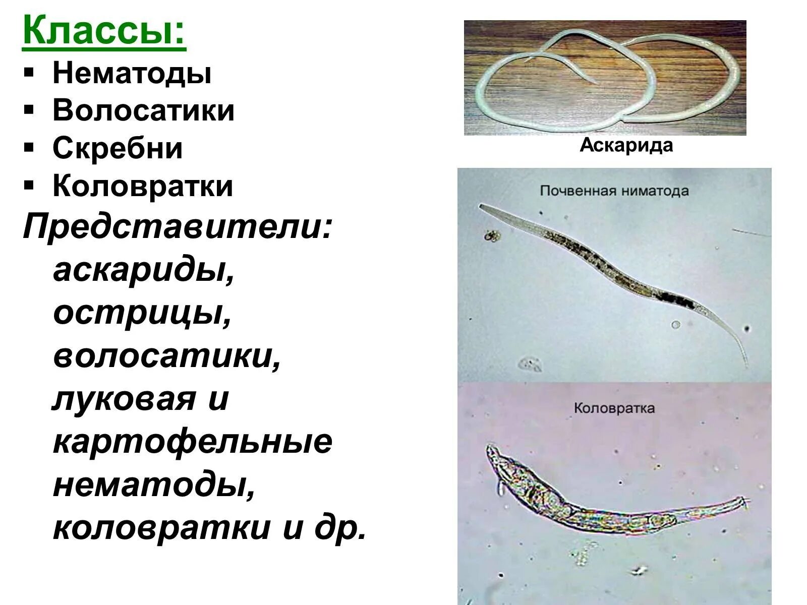 Круглые черви 3 типа. Волосатики круглые черви представители. Представители круглых червей нематоды. Круглые черви, класс Nematoda;. Круглые черви нематоды аскарида.