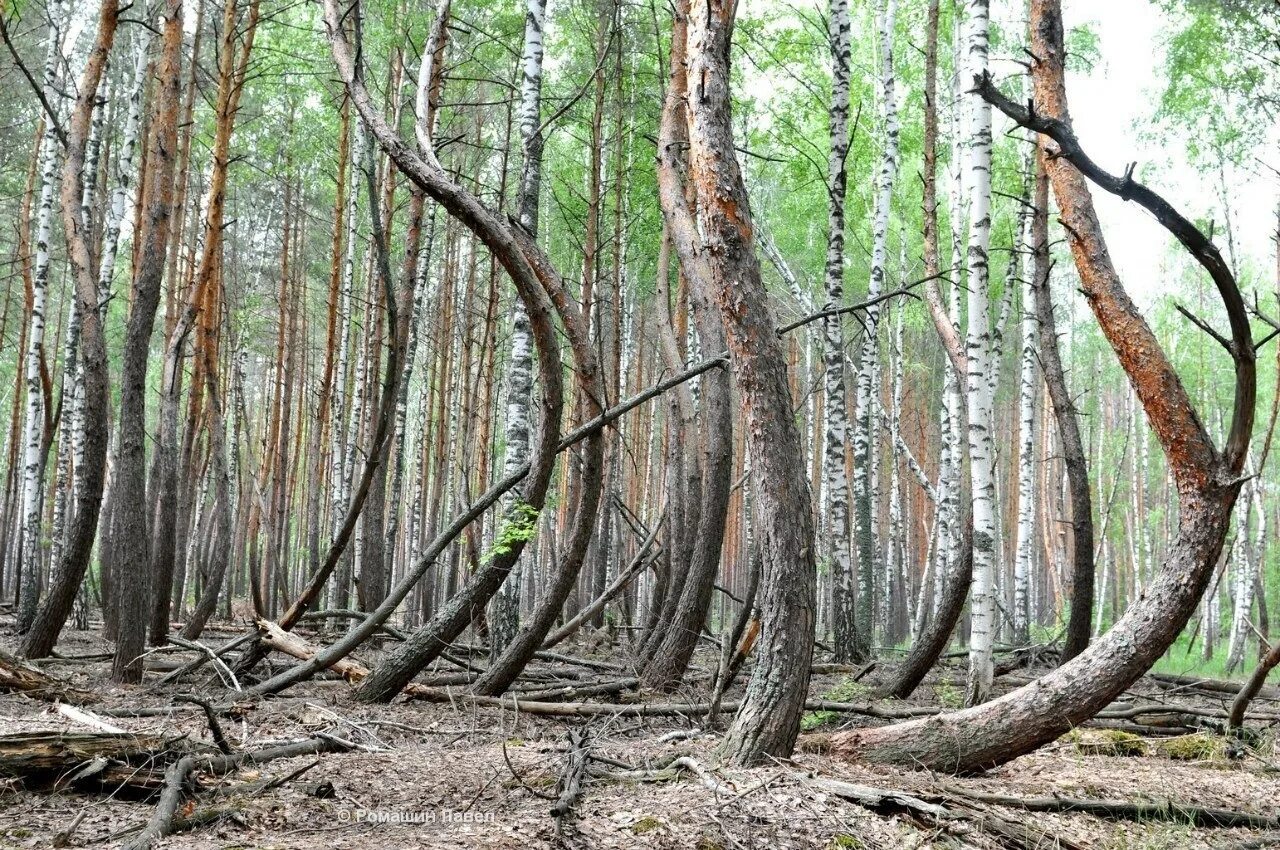 Чертов лес. Шиловский лес рязанская область. аномальный лес рязань.