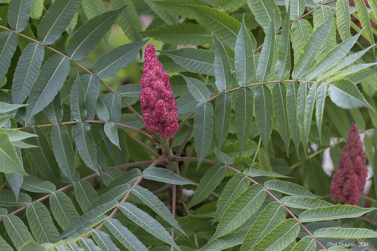 Сумах Rhus typhina. Сумах оленерогий Rhus typhina. Сумах оленерогий уксусное дерево. Сумах пушистый оленерогий уксусное дерево.