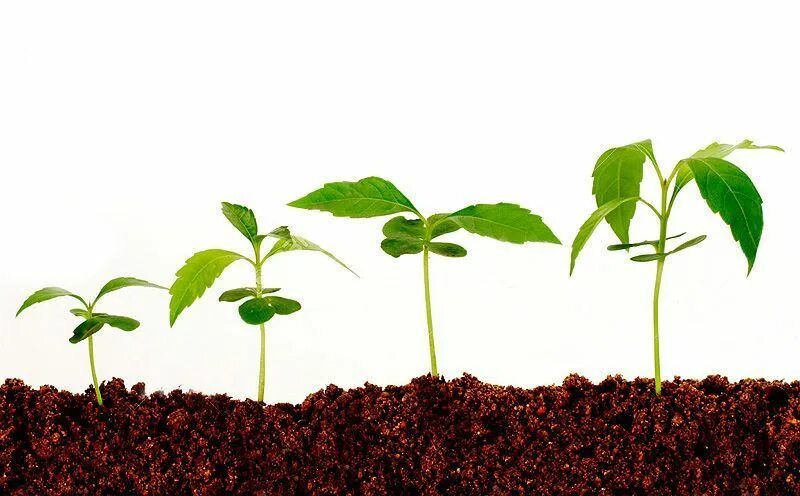 В чем особенность процесса роста у растений. Стадии роста растений. Рост растений. Этапы роста цветка. Стадии роста и развития растений.
