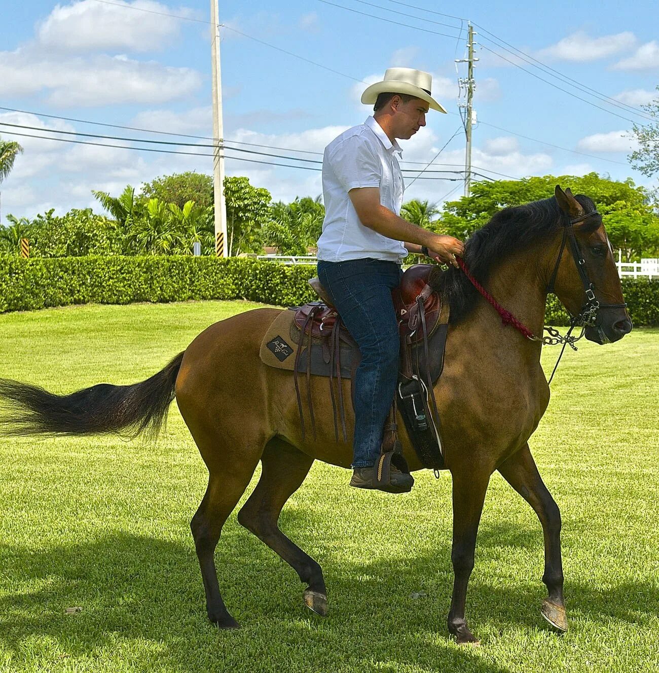 Собака похожая на лошадь порода. Лошадь ланкаширская. La horse. Death rides a horse. La horse.