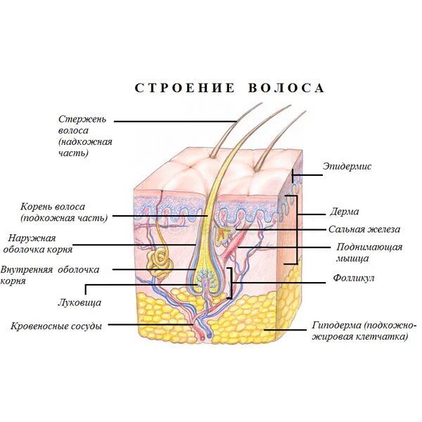 Структура стержня волоса. Строение стержня волоса. Строение волоса. Структура волоса корень.