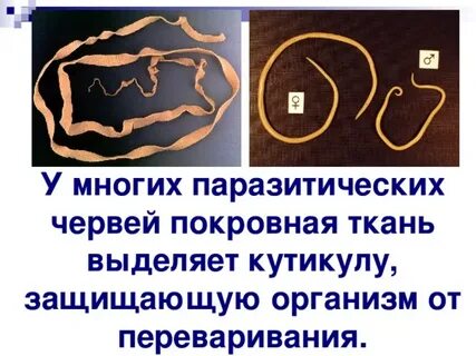 Покров паразитических червей