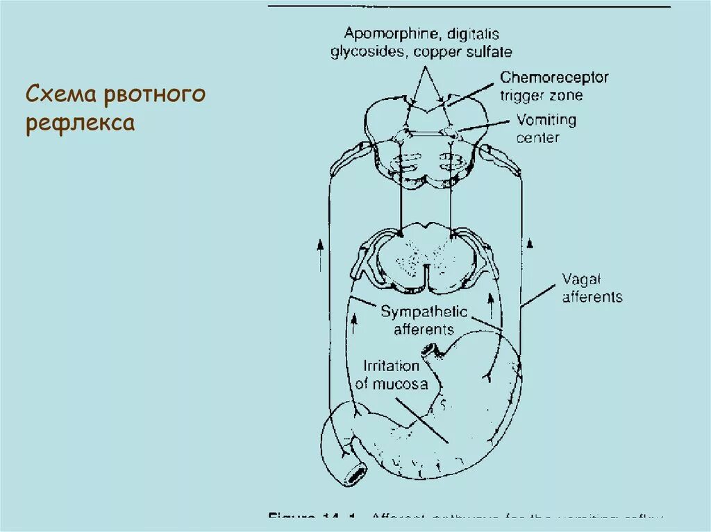 Рвотный рефлекс какие. Рефлекторный путь рвотного рефлекса схема. Рефлекторная дуга рвотного рефлекса схема. Рвотный рефлекс схема. Рвотный рефлекс рефлекторная дуга.