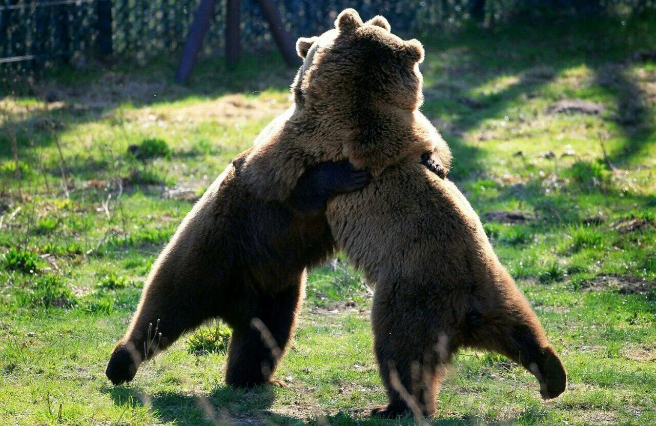 Радостный медведь. Funny bear. Забавный медвежонок. Медведь фото. Много медведей.