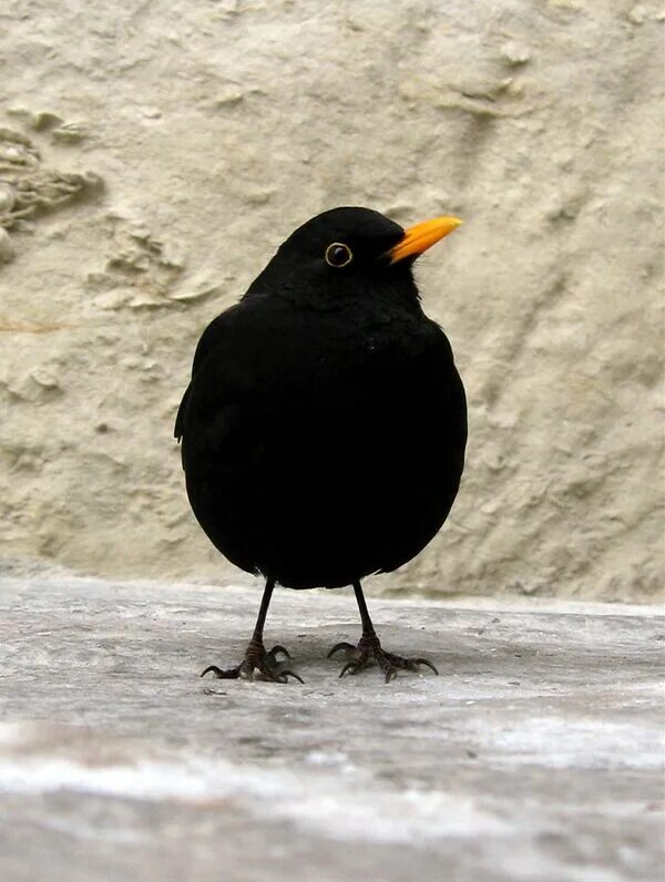 Как выглядит черная птица Common blackbird Merel Turdus merula (14) Images :: Behance