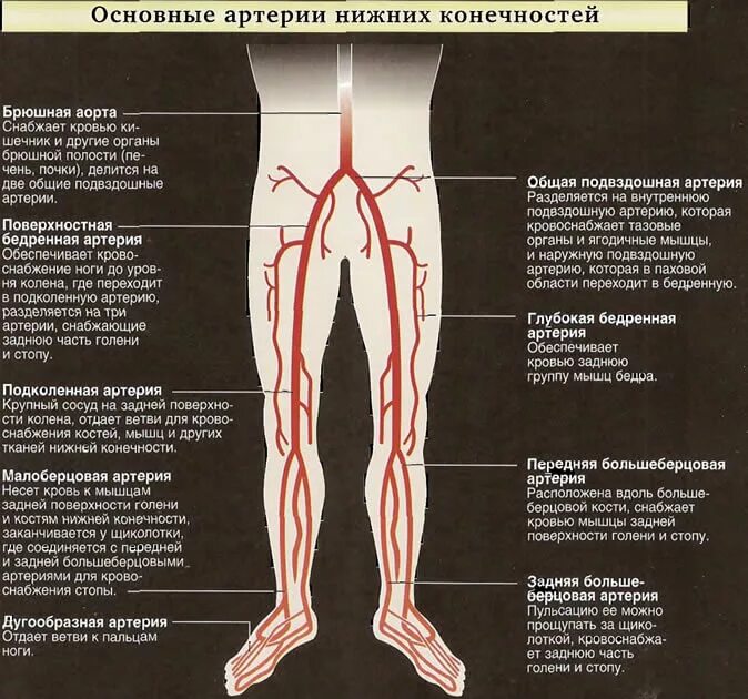 Аорты нижних конечностей. Артерии система нижних конечностей схема. Артериальные сосуды нижних конечностей. Кровоснабжение нижней конечности схема. Артерии нижней конечности анатомия.