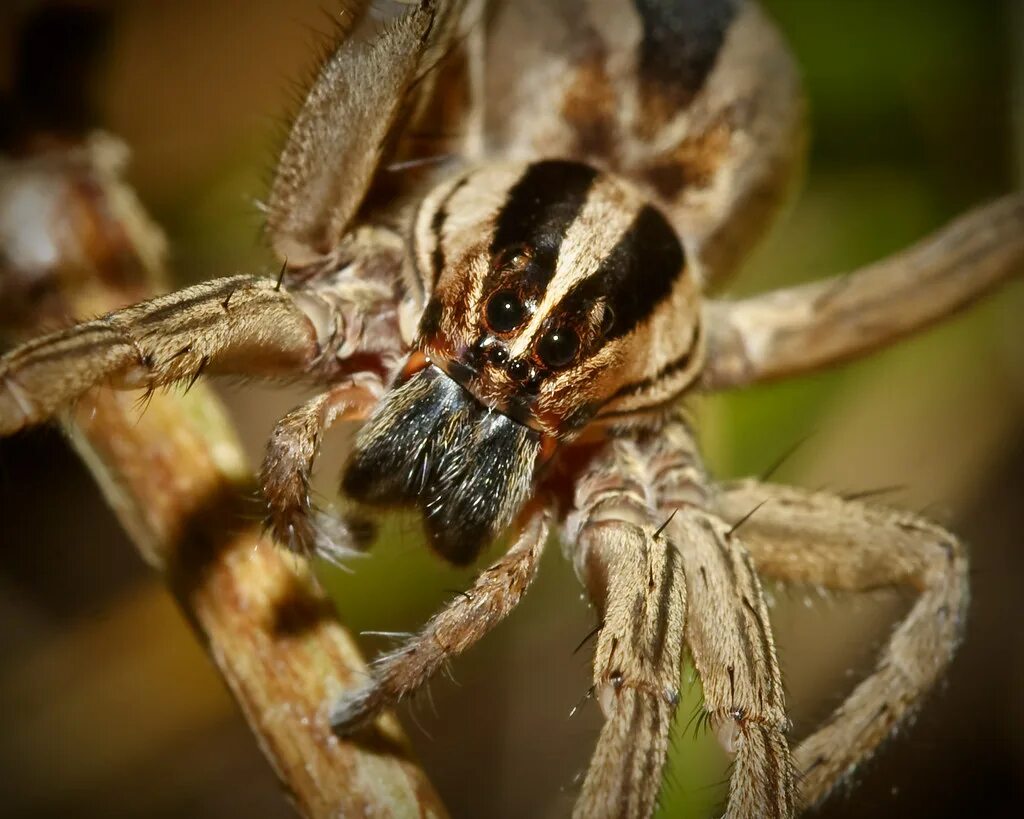 Nyf spiders