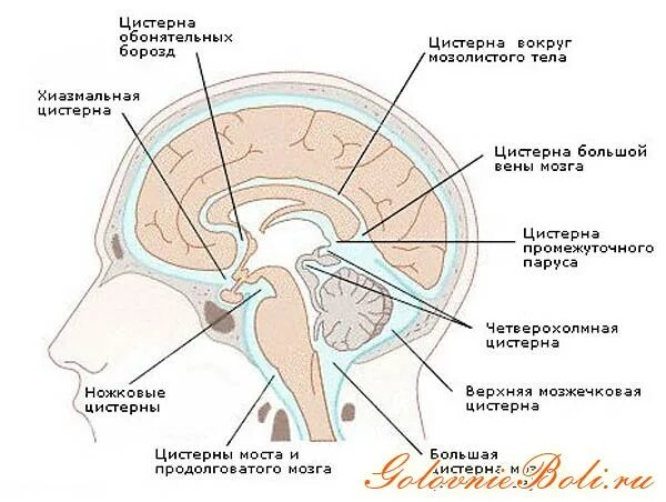 Цистерна головы. Цистерна латеральной ямки большого мозга. базальные ликворные цистерны. базальные цистерны головного мозга кт. цистерна боковой ямки большого мозга.