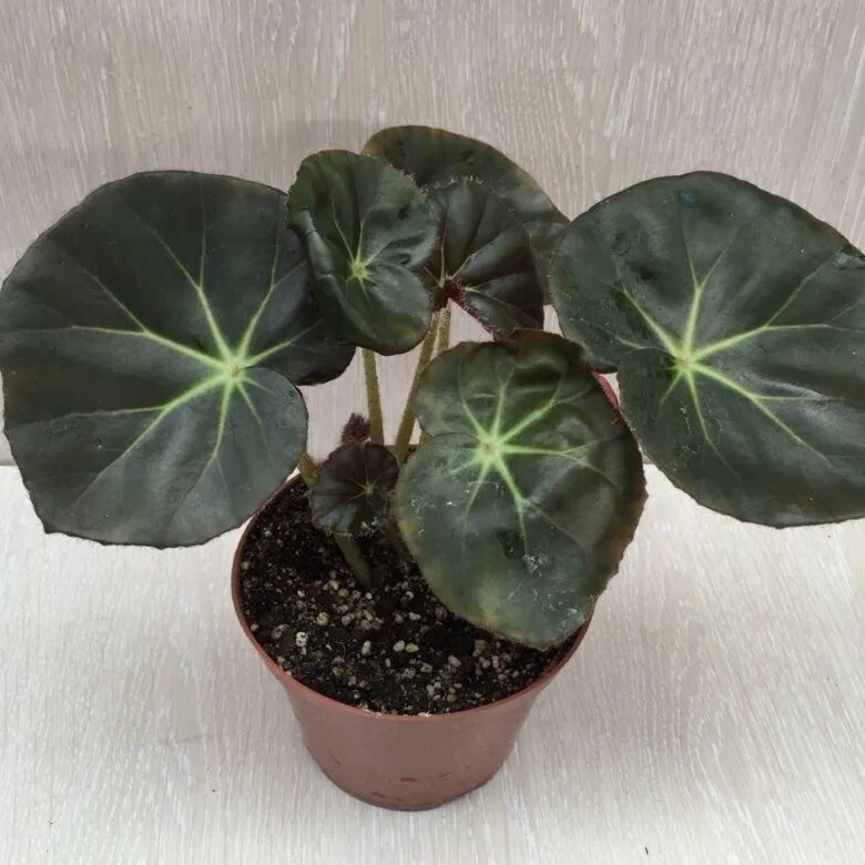 Бегония фиста. Бегония краснолистная. Бегония каралинолистная. Бегония фиста. Бегом ия прастн олистная.