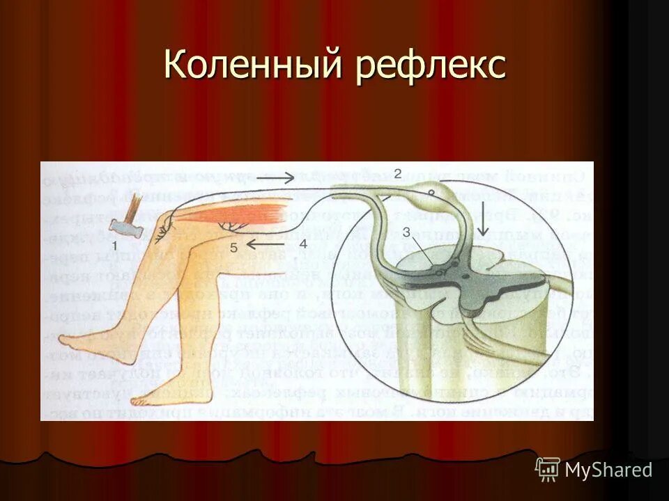 Чувствительное коленного рефлекса. Коленный рефлекс физиология. Коленный сгибательный рефлекс. Рефлекторная дуга коленного рефлекса. Рефлекторная дуга коленного рефлекса рисунок.