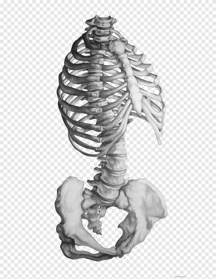 Скелет ребра. Скелет анатомия. Ребра анатомический скелет. Ребра человека с боку.