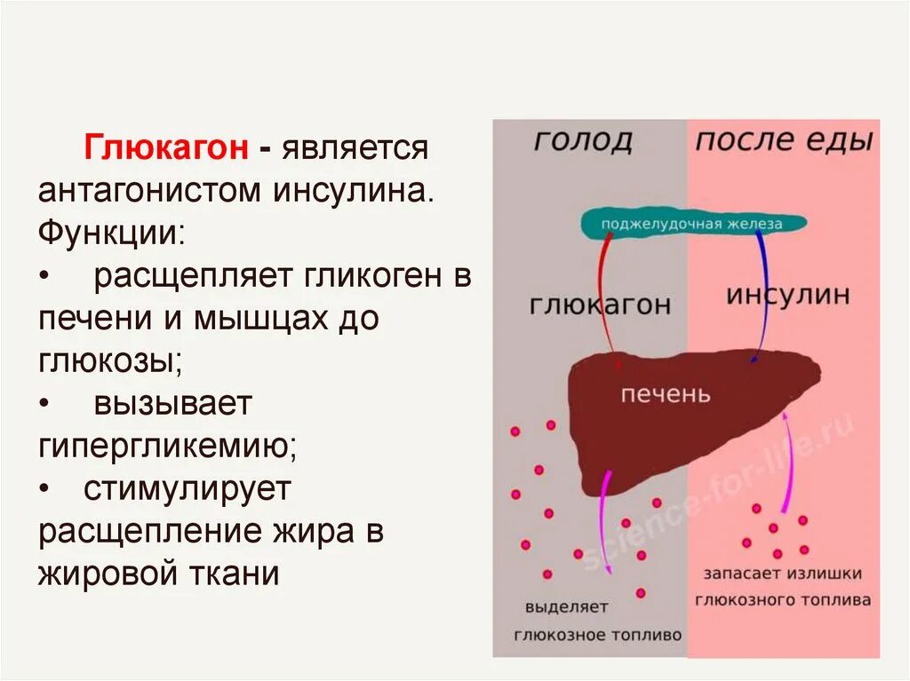 Поджелудочная железа синтез гликогена. Глюкагон гормон. Инсулин и глюкагон. Гормоны антагонисты инсулина. Глюкагон функции гормона.