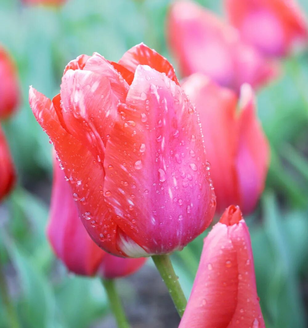 Тюльпан парад. Тюльпан дарвина гарант. Никитский ботанический сад тюльпаны. Тюльпан парад. Тюльпаны парад дарвиновы гибриды.