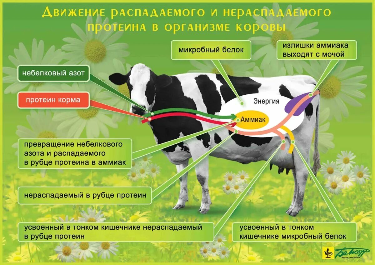 Рацион коровы. Кормовые добавки для дойных коров. Высокопродуктивных молочных коров. Рацион для высокопродуктивных коров. Сколько сена корове в день