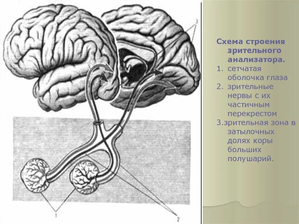 Зрительный анализатор строение анатомия. Структура зрительного анализатора схема. Строение зрительного анализатора хиазма. Схема строениязритеььного анализатора.