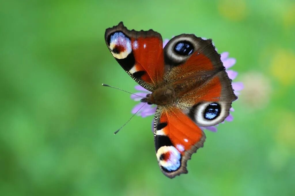 Бабочки фото окружающий мир 1 класс. Дневной павлиний глаз бабочка. Павлиний глаз (бабочка). Бабочка крапивница и павлиний глаз. Среда обитания бабочки дневной павлиний глаз.