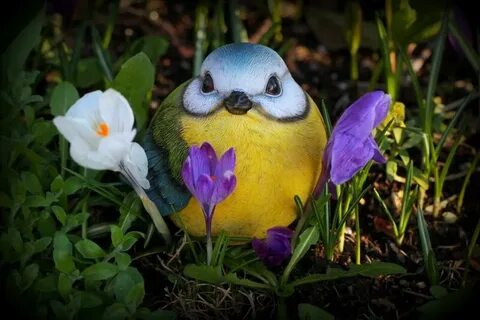 Птички собачки