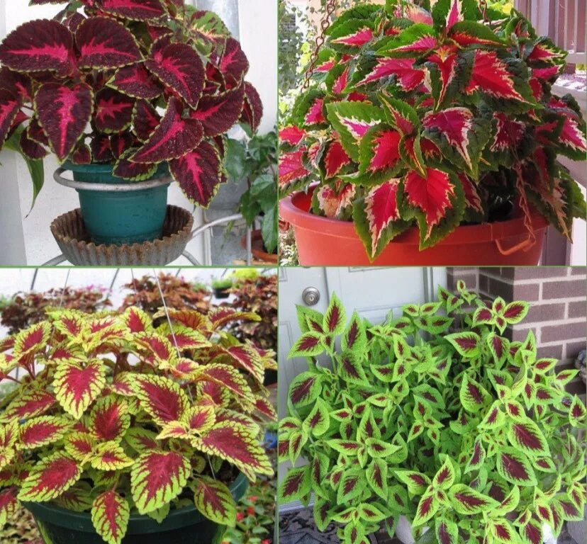 Колеус Крапивка. Колеус Coleus Sun Watermelon. Колеус Меринда. Колеус Kirschrot. Колеус можно держать дома