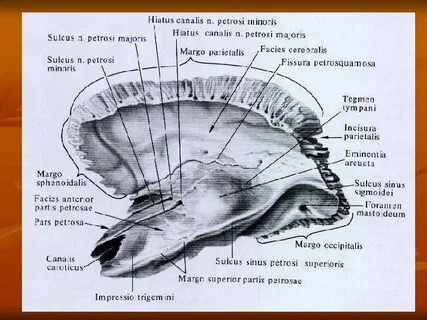 Борозда нижнего