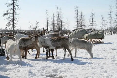 Северные популяции