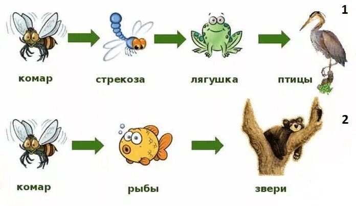 Связи с помощью моделей. Изображение связей с помощью моделей. Предложите способ изображения связей с помощью моделей. Изготовь 1-2 модели изображения связей. Сравнение комара и Стрекозы.