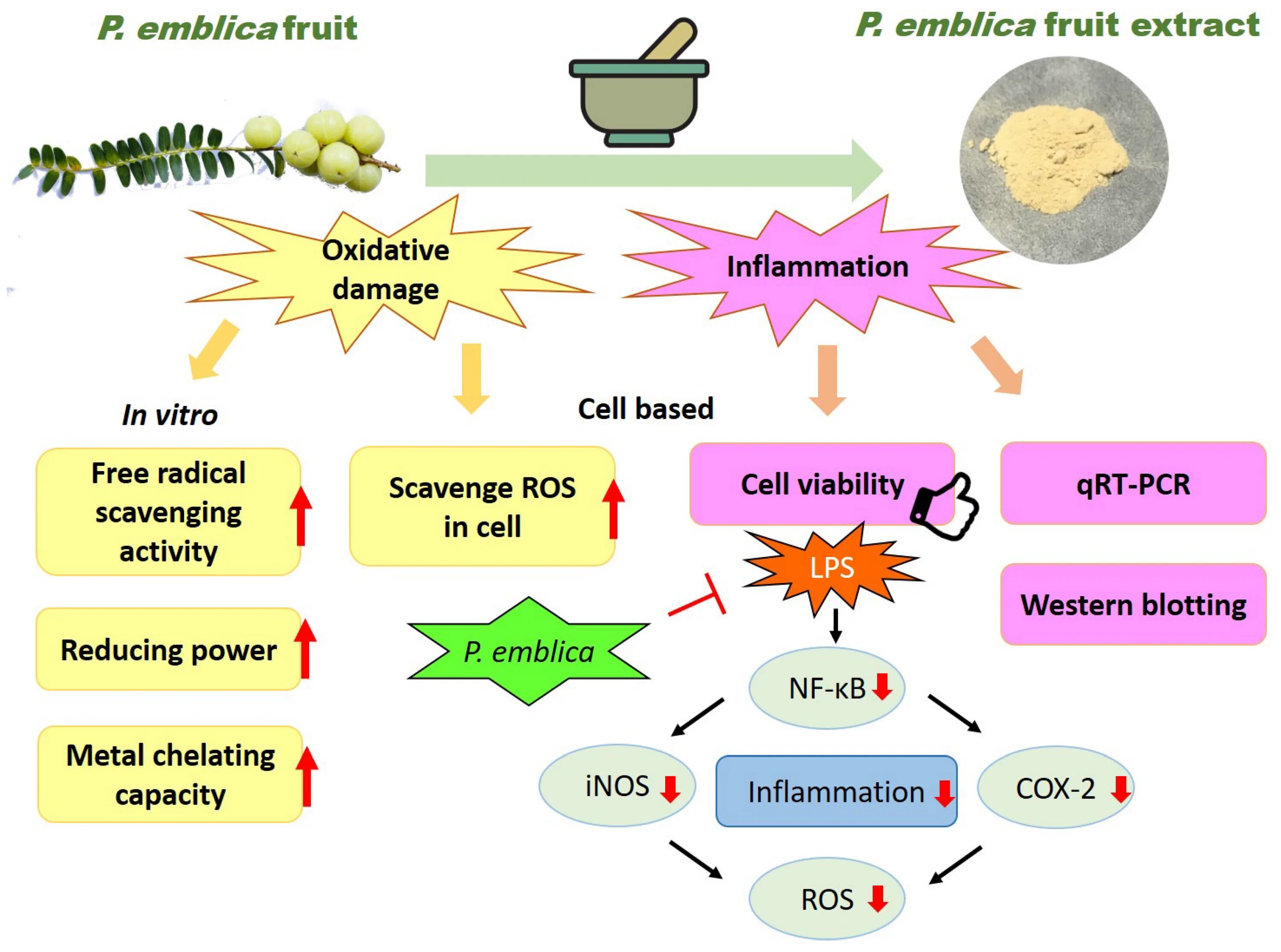 Antioxidant journal. Antioxidant mechanism. antioxidants действие. эмблика антиоксиданты. carnosol antioxidant mechanism.