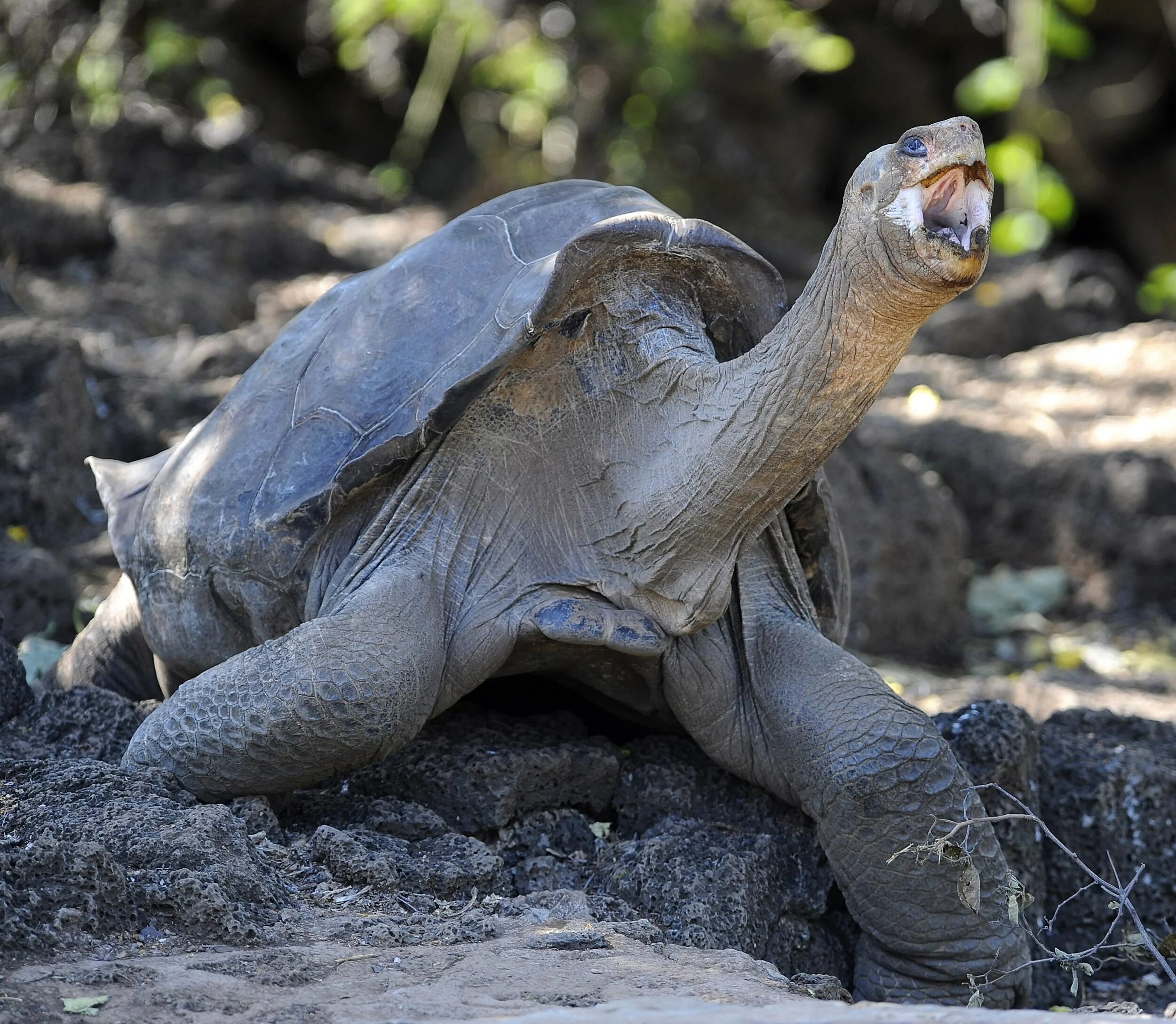 Галапагосская слоновая черепаха. Галапагосская черепаха одинокий Джордж. Галапагосские острова черепахи. Гигантская слоновая черепаха Пинта. Абингдонская слоновая