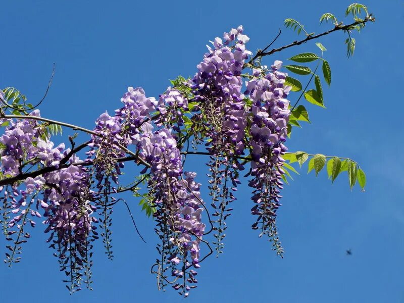 глициния анапа. печёночница обыкновенная крокусы. шафран лесной цветок. ландыш майский. тюльпановое дерево.