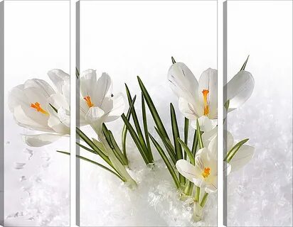 С днем рождения подснежники