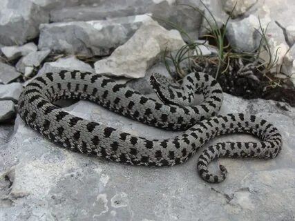 Сестрица гадюки