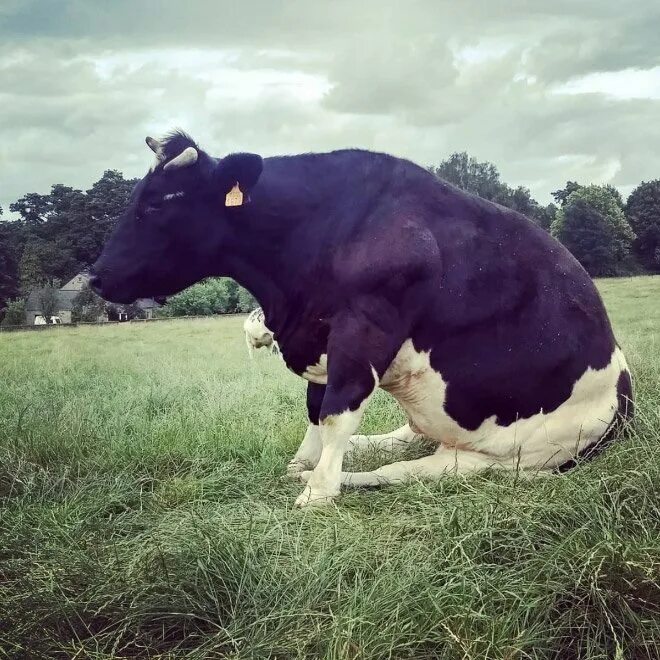 Трехцветная корова. Корова лежит. Пастереллез крс возбудитель. В обнимку с коровой. Коровы устали.