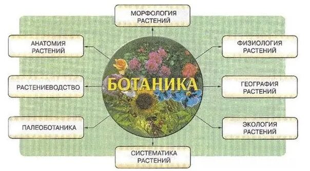 Конспект по теме биология и жизнь. Ботаника изучает растения. ботаника биологическая наука. разделы растений биология. ботаника разделы биологии.