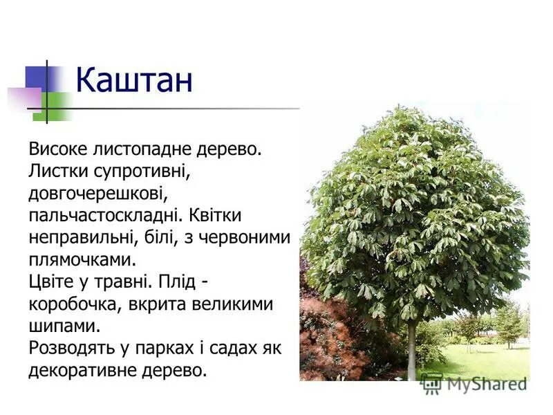 каштан конский пирамидалис. каштан посевной съедобный. каштан конский сеянцы. каштан конский гербарий. каштан конский пирамидалис.