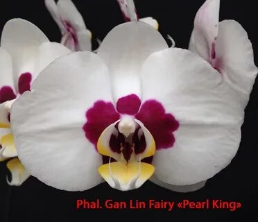 Phal pearl