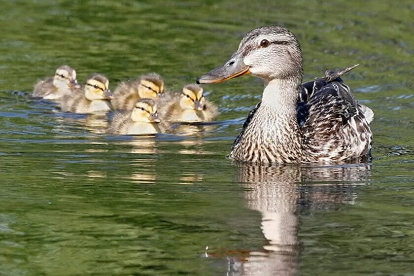 Many ducks. Many ducks
