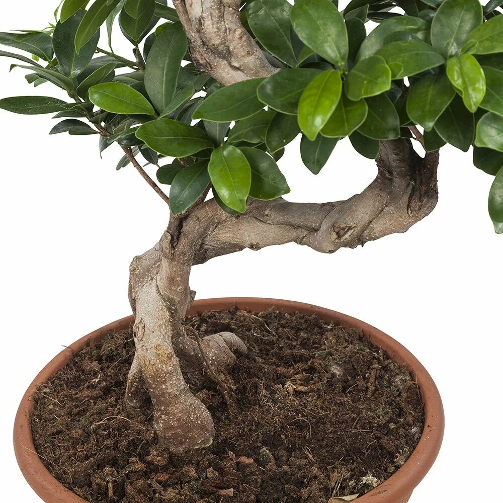 Фикус микрокарпа листья. Фикус гинсенг бонсай. ficus microcarpa ginseng bonsai. микрокарпа мокламе гинсенг. фикус бенджамина микрокарпа.