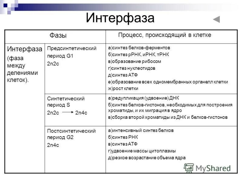 Какой набор в конце интерфазы. Фазы митоза и процессы таблица интерфаза. Фазы митоза интерфаза. Период g2 в интерфазе митоза.