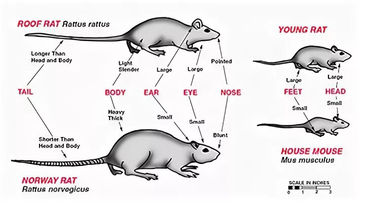 Отличие мыши от крысы. Как отличить мышь от крысы. От крыс и мышей. Различие между крысами и мышами.