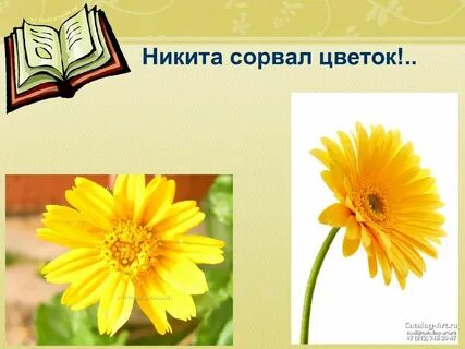 Сорванный цветок 3