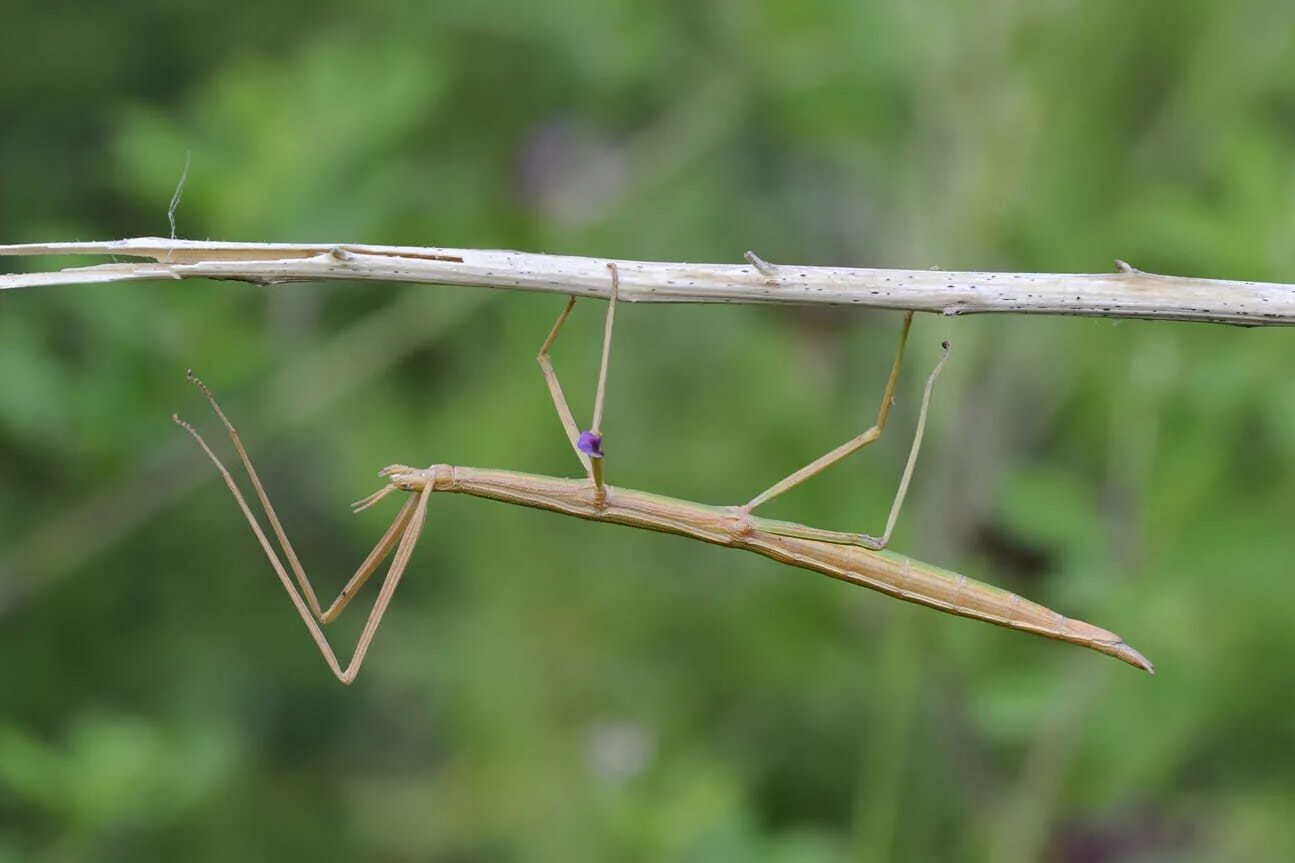 Палочник уссурийский. Что такое палочник. Что такое палочник. Жук палочник. Палочник phryganistria chinensis zhao.