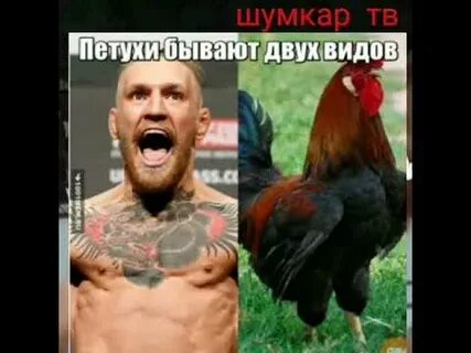 Почему называют петухами