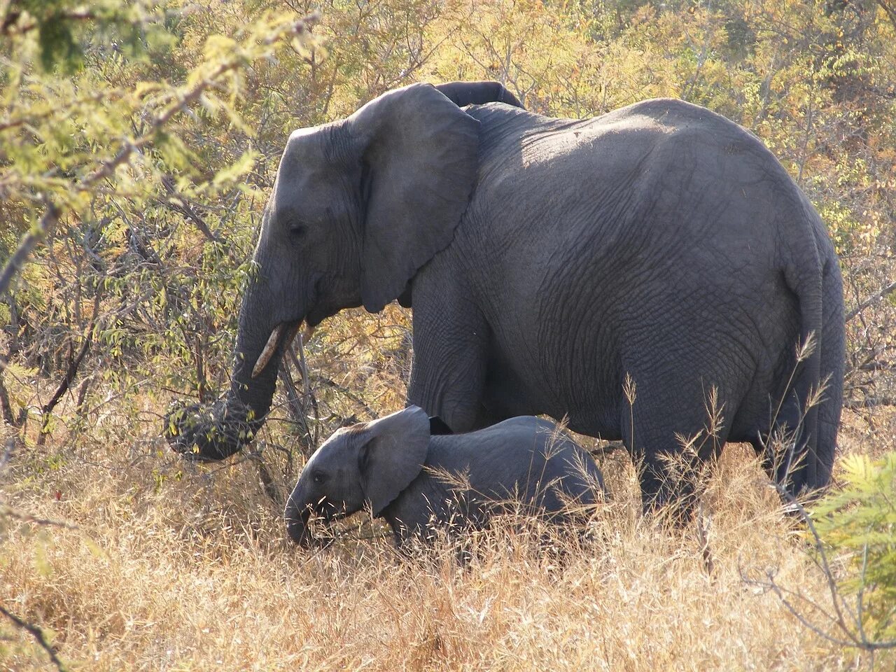 Two elephants. Животные сафари. Млекопитающие слон. Млекопитающие Африки. Дикая природа Африки слоны.