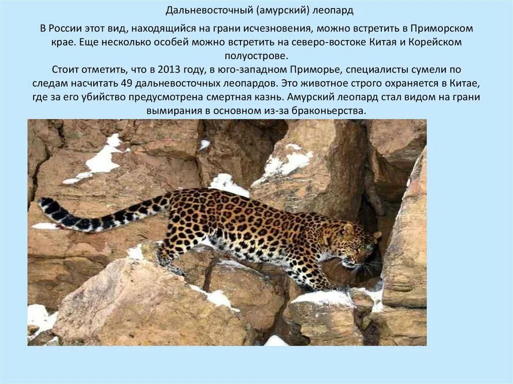 Дальневосточный леопард сообщение. Дальневосточный амурский леопард описание. амурский леопард информация исчезновения. леопард дальневосточный амурский красная книга. леопард красная книга краткое описание.
