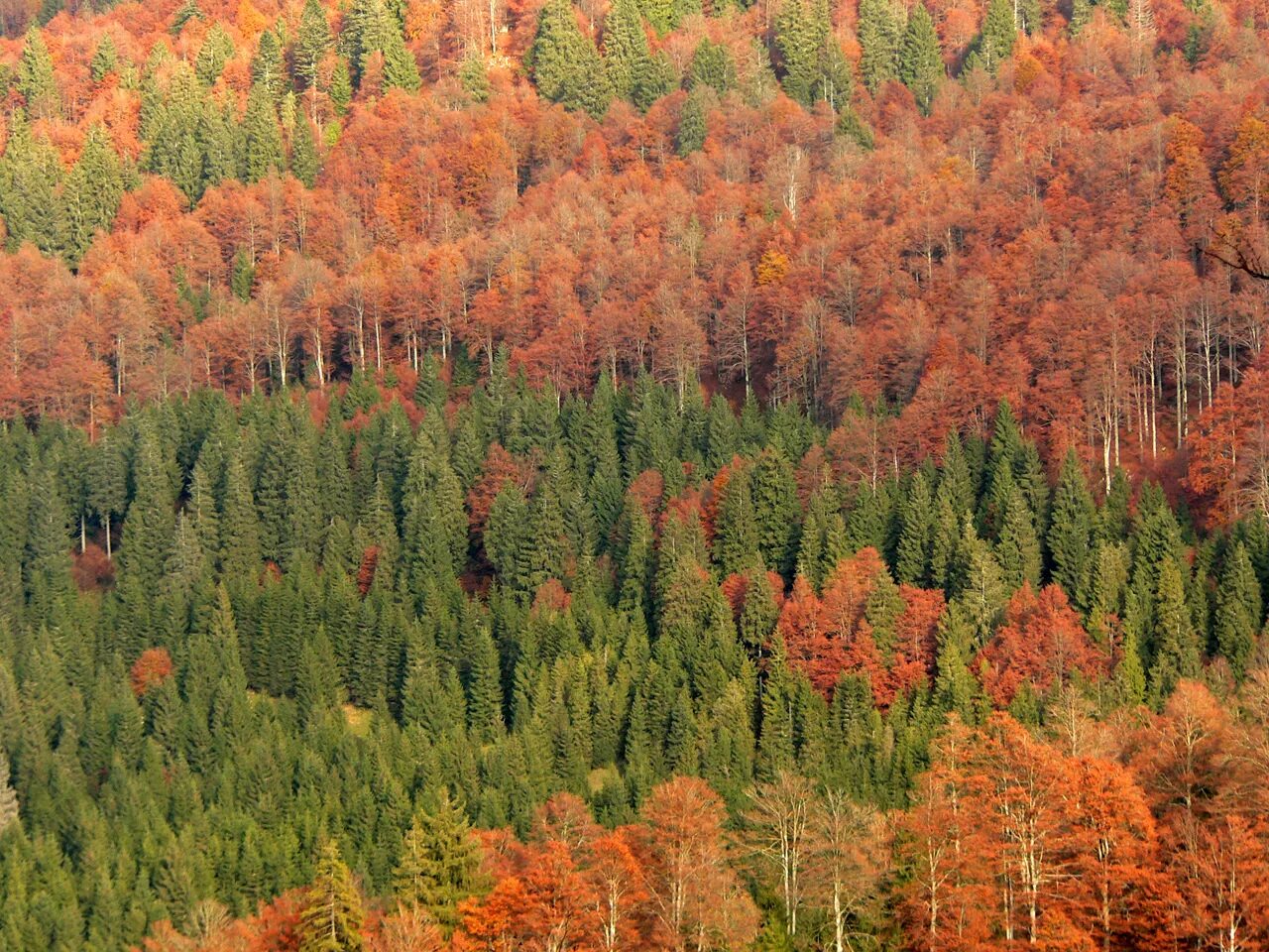 Хвойно широколиственная зона