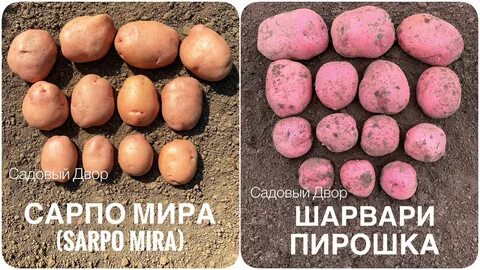 Сорт шарвари пирошка характеристика