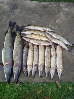 Фишинг псков