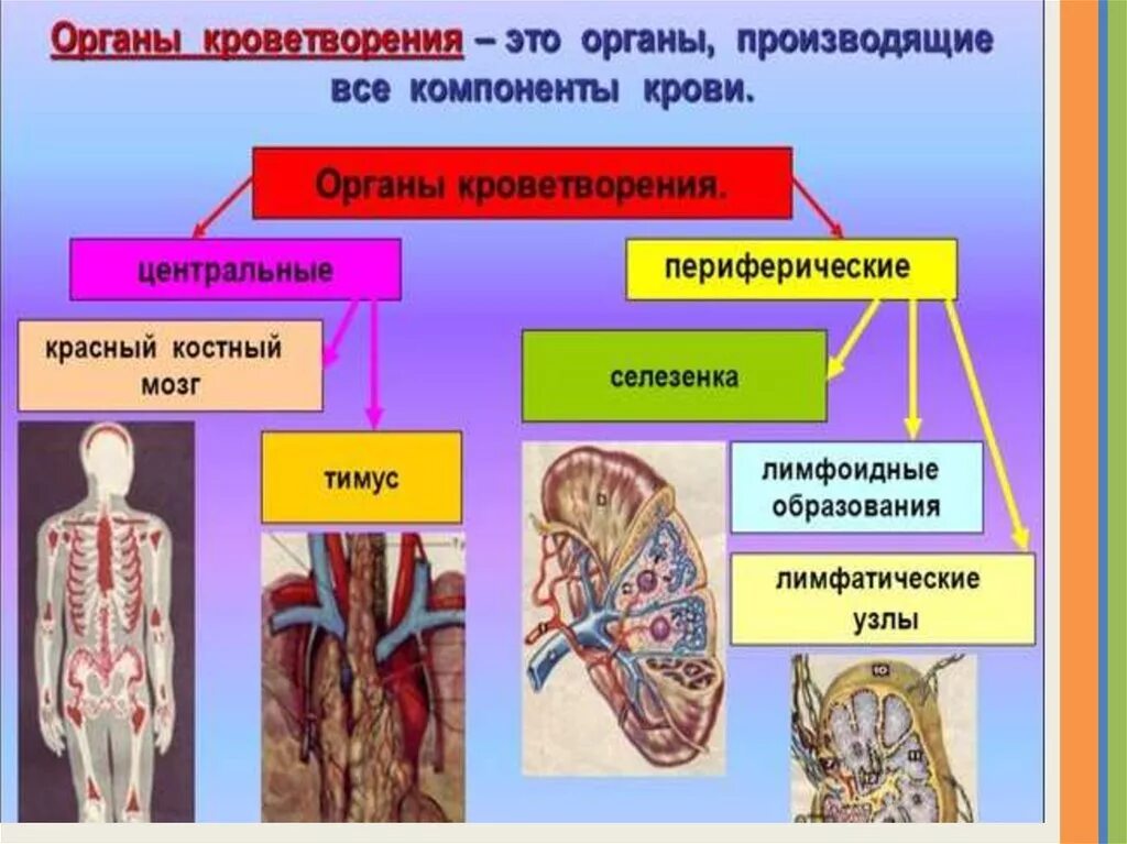 Какой орган является. Система органов кроветворения человека строение и функции. Функция периферических органов кроветворения. Кроветворная система строение и функции. Органы кроветворения красный костный мозг и селезенка.