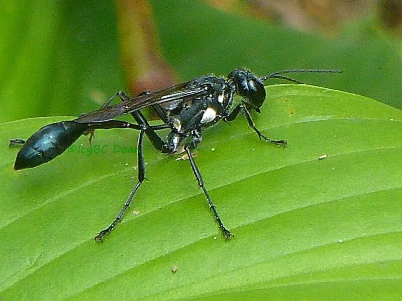 Черное насекомое похожее на осу. Черная Муха Оса. Тонкобрюхая Оса. Большие черные осы.
