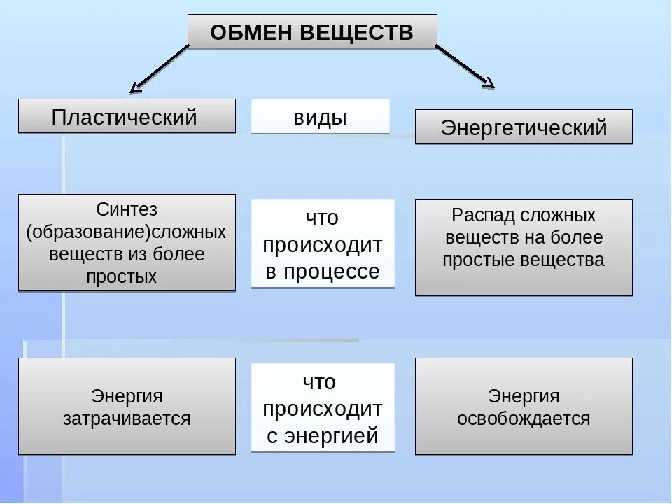 Обмен веществ человека биология. Обмен веществ в организме человека таблица. Типы обмена веществ 8 класс биология. Виды метаболизма. Виды обменных процессов в организме.